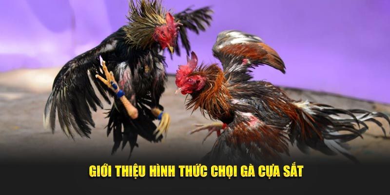 Khái niệm về đá gà cựa sắt cho Newbie